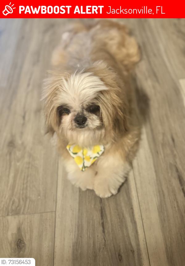 Lost Male Dog last seen Victoria Chase and Craven rd, Jacksonville, FL 32257