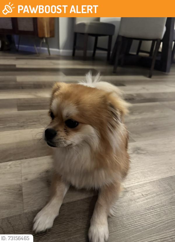 Found/Stray Unknown Dog last seen Lake worth village, Lake Worth Beach, FL 33460