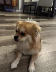 Found/Stray Unknown Dog last seen Lake worth village, Lake Worth Beach, FL 33460