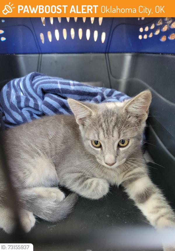 Found/Stray Female Cat last seen Se 57th bryant, Oklahoma City, OK 73129