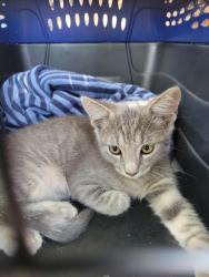 Found/Stray Female Cat last seen Se 57th bryant, Oklahoma City, OK 73129