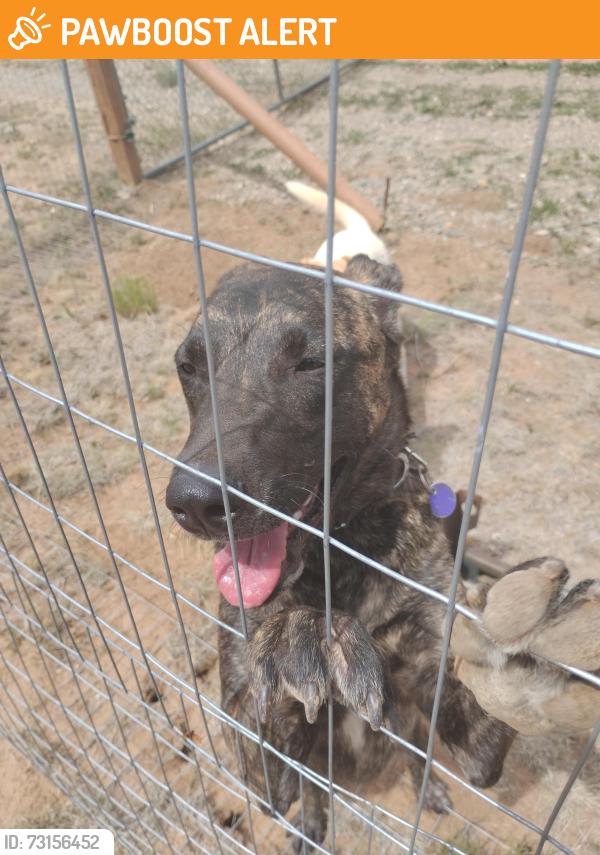 Found/Stray Male Dog last seen Holli Loop and Michelle Ct, Manzano Springs South, NM 87059