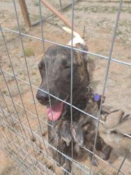 Found/Stray Male Dog last seen Holli Loop and Michelle Ct, Manzano Springs South, NM 87059