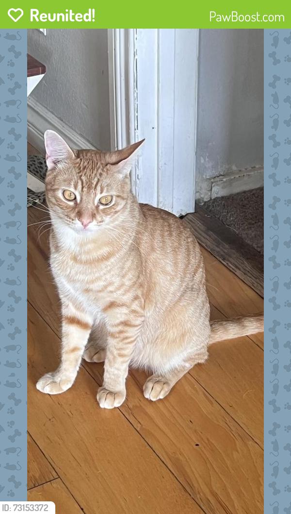 Reunited Male Cat last seen Brea Blvd and Rolling Hills Drive, Fullerton, CA 92835