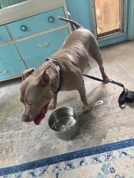 Reunited Female Dog last seen 56th street, Fort Lauderdale, FL 33334