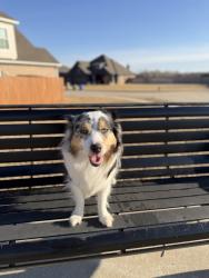 Reunited Female Dog last seen 12th and, Norman, OK 73072
