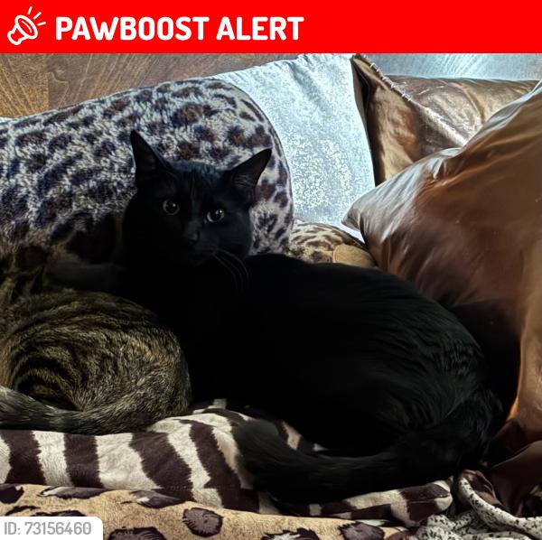 Lost Male Cat last seen Chelton & Murray Summit Creek apmts, Colorado Springs, CO 80916