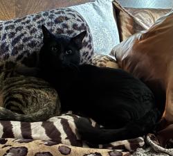 Lost Male Cat last seen Chelton & Murray Summit Creek apmts, Colorado Springs, CO 80916