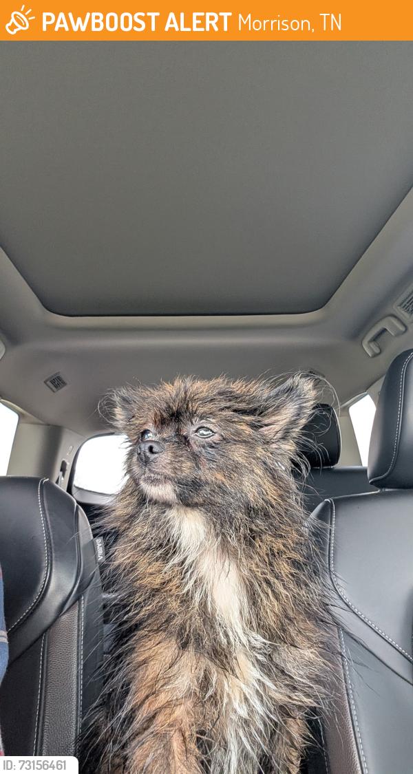 Found/Stray Female Dog last seen By that black building on the 55. I think it's going to be a kennel, Morrison, TN 37357