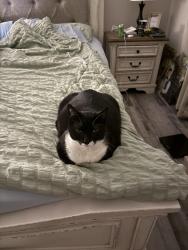 Reunited Male Cat last seen Moriah lane, Dallas, GA 30132