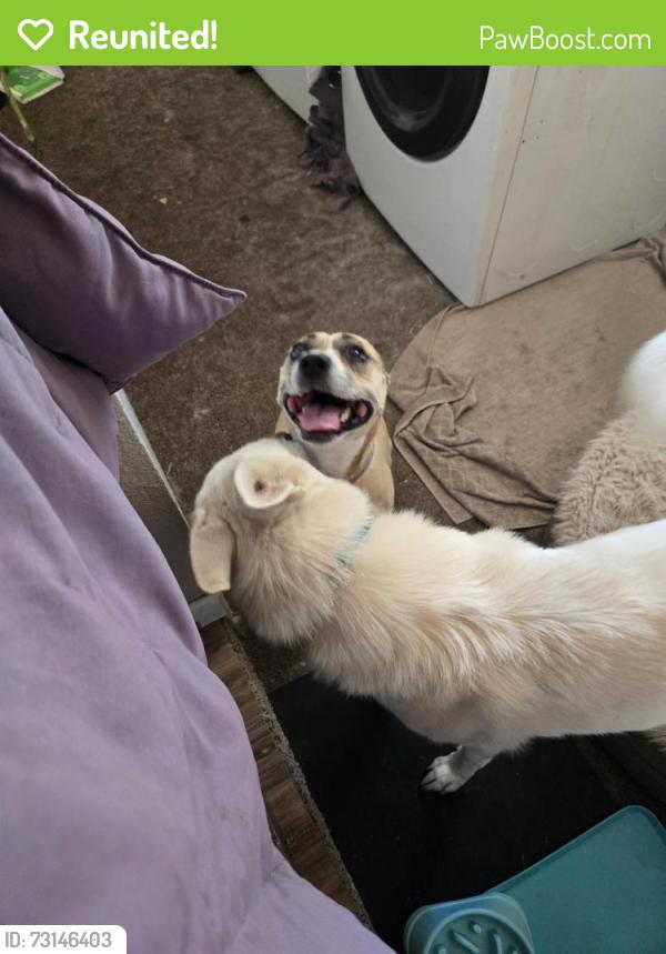 Reunited Female Dog last seen Frienza Ave & Glenrose Ave, Sacramento, CA 95815
