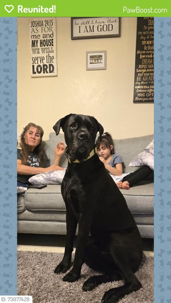 Reunited Female Dog last seen W mile 6 rd between Minnesota and between palm dr, Mission, TX 78574
