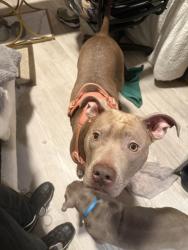 Lost Female Dog last seen Near Se 11th Ave, Portland, OR 97214