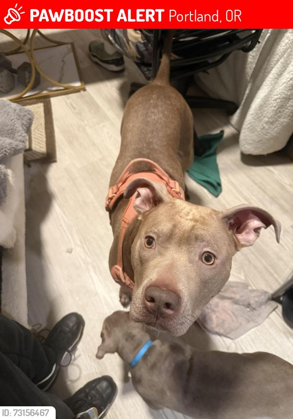 Lost Female Dog last seen Near Se 11th Ave, Portland, OR 97214