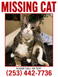 Reunited Male Cat last seen 16th ave and nw 83rd, Seattle, WA 98117