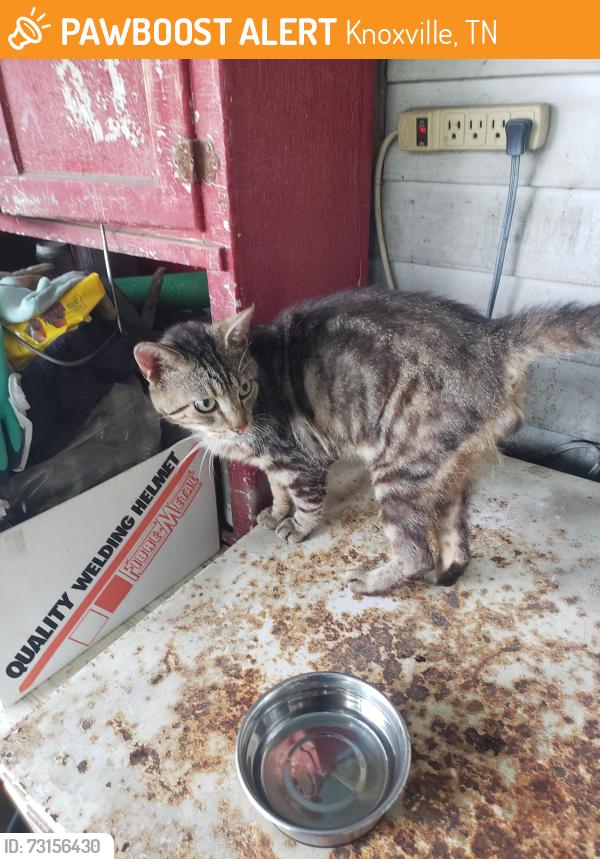 Found/Stray Male Cat last seen Lincoln Park, Knoxville, TN 37917