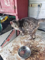 Found/Stray Male Cat last seen Lincoln Park, Knoxville, TN 37917