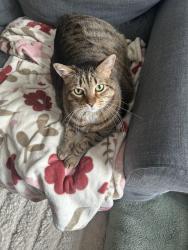 Reunited Male Cat last seen Whitley Road, Pleasant Road by Pleasant Knoll Elementary, Fort Mill, SC 29708