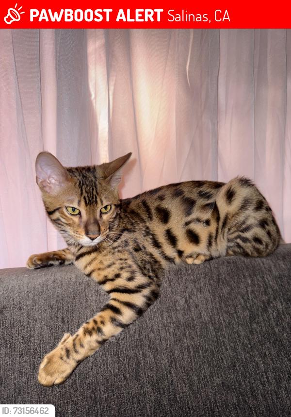 Lost Male Cat last seen Iris Dr and Heather Cir near Cambridge Court apmts, Salinas, CA 93906