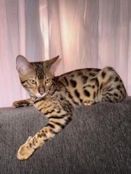 Lost Male Cat last seen Iris Dr and Heather Cir near Cambridge Court apmts, Salinas, CA 93906