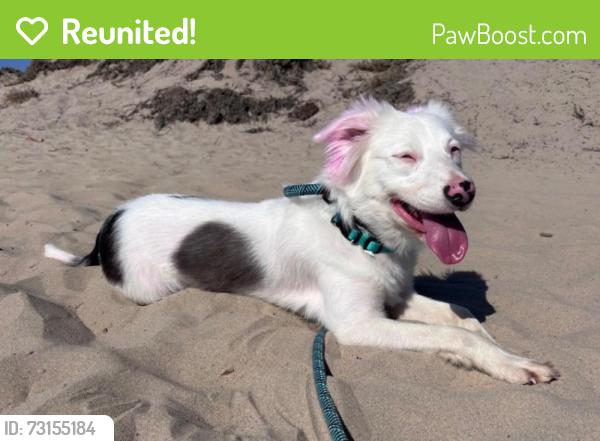 Reunited Female Dog last seen egan crest between farm and grand teton headed south, Las Vegas, NV 89149