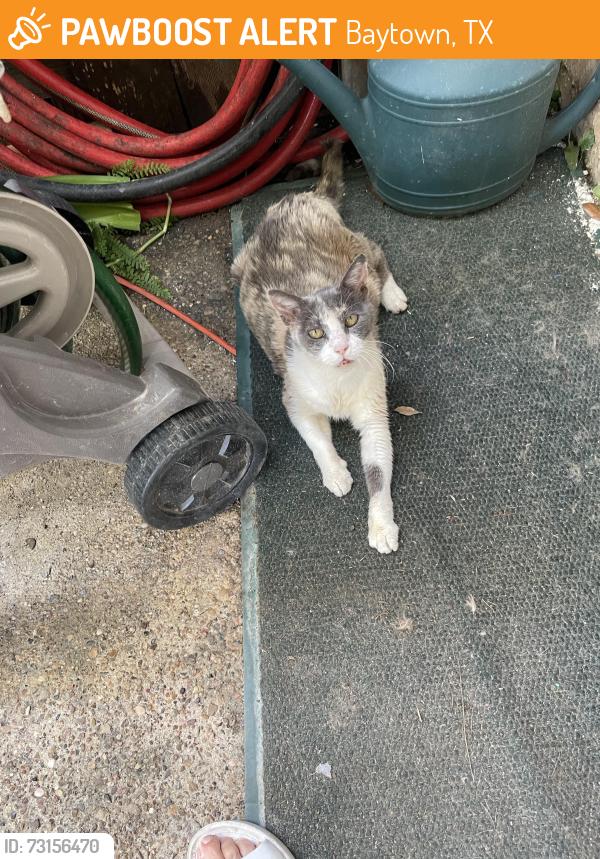 Found/Stray Female Cat last seen Ward Rd @Danubina, Baytown, TX 77520
