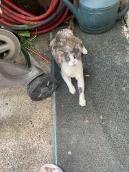 Found/Stray Female Cat last seen Ward Rd @Danubina, Baytown, TX 77520