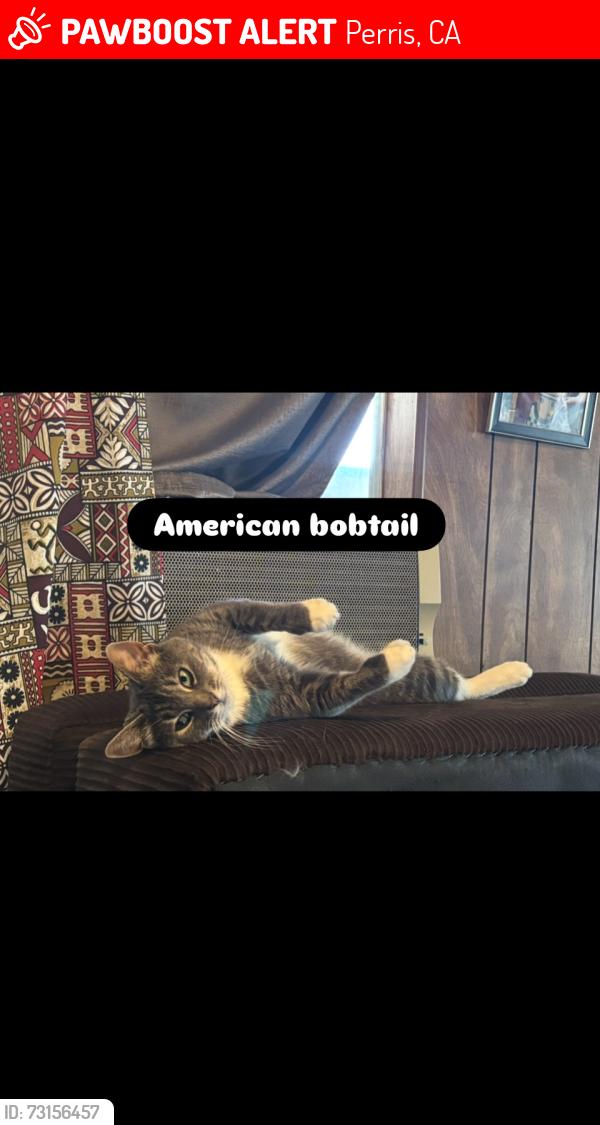 Lost Female Cat last seen Pinon dr and oak st, Perris, CA 92570