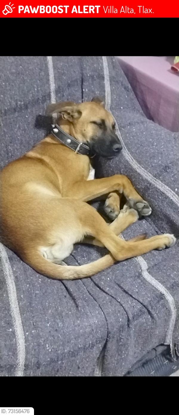 Lost Male Dog last seen Colonia San José villa alta, Villa Alta, Tlax. 90700