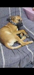 Lost Male Dog last seen Colonia San José villa alta, Villa Alta, Tlax. 90700