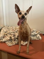 Reunited Male Dog last seen 53rd and Locust, Philadelphia, PA 19139