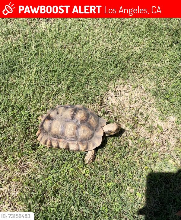 Lost Male Reptile last seen Colfax and chandler, Los Angeles, CA 91607