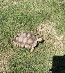 Lost Male Reptile last seen Colfax and chandler, Los Angeles, CA 91607