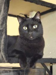 Lost Male Cat last seen Springdale / Edinger, Huntington Beach, CA 92649