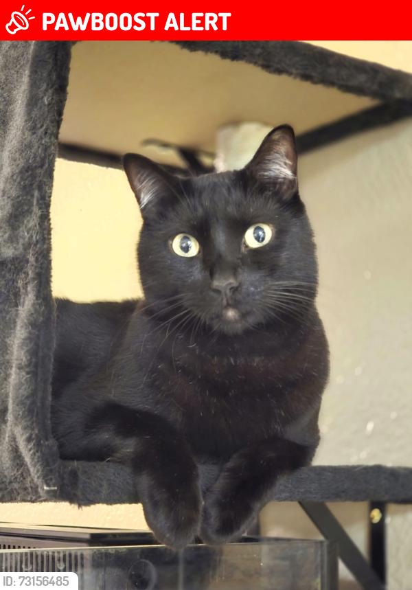 Lost Male Cat last seen Springdale / Edinger, Huntington Beach, CA 92649