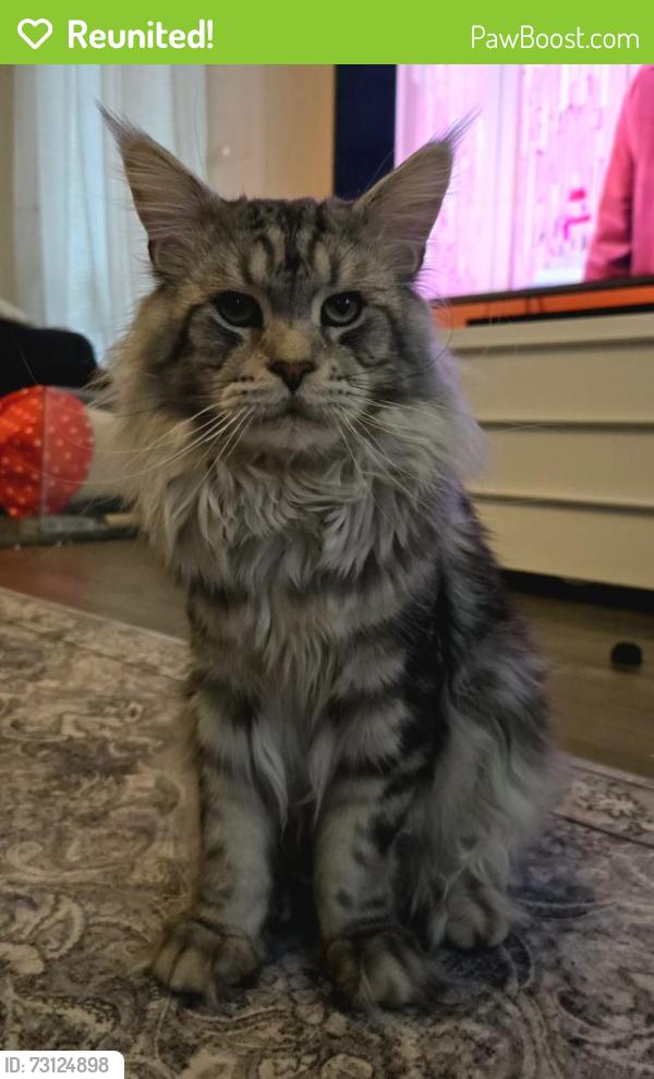 Reunited Male Cat last seen Robert tullis wynd, Fife, Scotland KY7 5BP
