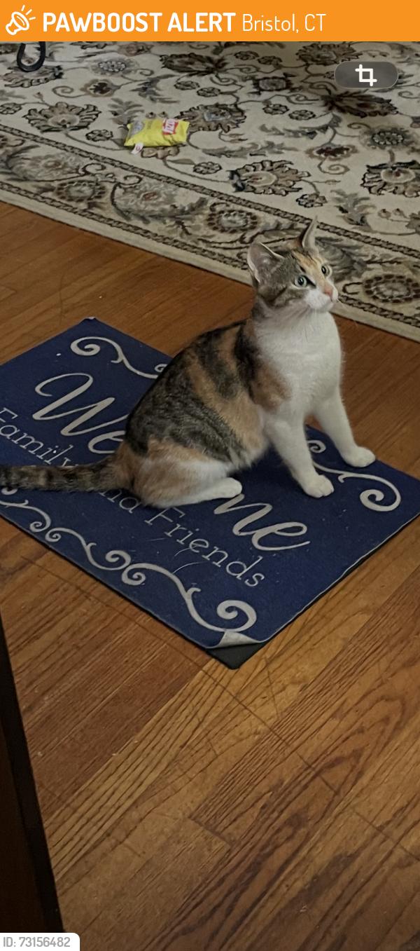 Found/Stray Female Cat last seen Steven st, Bristol, CT 06010