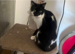 Lost Female Cat last seen Near N U.S. Hwy 41, Apollo Beach, FL 33572, Ruskin, FL 33570