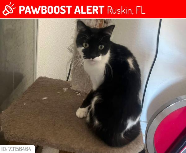 Lost Female Cat last seen Near N U.S. Hwy 41, Apollo Beach, FL 33572, Ruskin, FL 33570