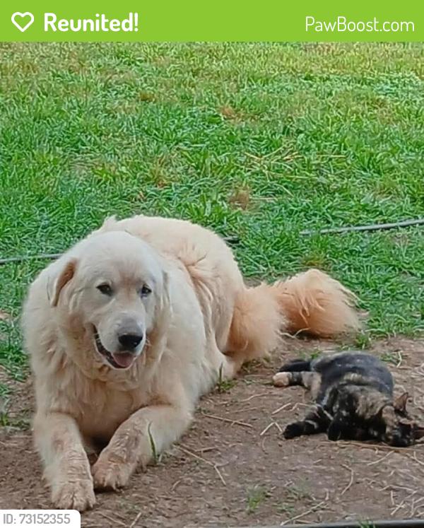 Reunited Male Dog last seen Sweetwater on Glenlock Rd, Sweetwater, TN 37874