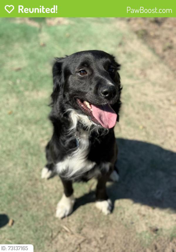 Reunited Male Dog last seen lake charlene, Pensacola, FL 32506