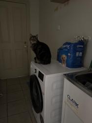 Reunited Male Cat last seen Coop street, Werribee, VIC 3030