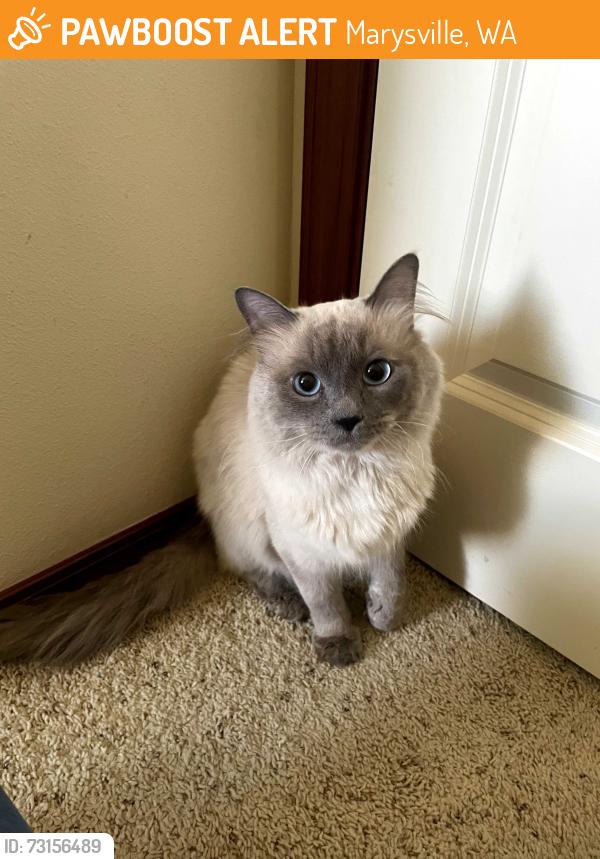 Found/Stray Male Cat last seen Copper Creek Neighborhood near Marysville Getchell HS, Marysville, WA 98270
