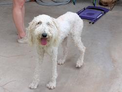 Found/Stray Female Dog last seen 63rd ave and cholla, Glendale, AZ 85304