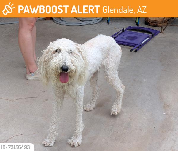 Found/Stray Female Dog last seen 63rd ave and cholla, Glendale, AZ 85304