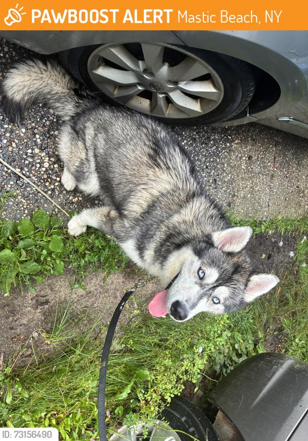 Found/Stray Male Dog last seen Mastic road, Mastic Beach, NY 11951