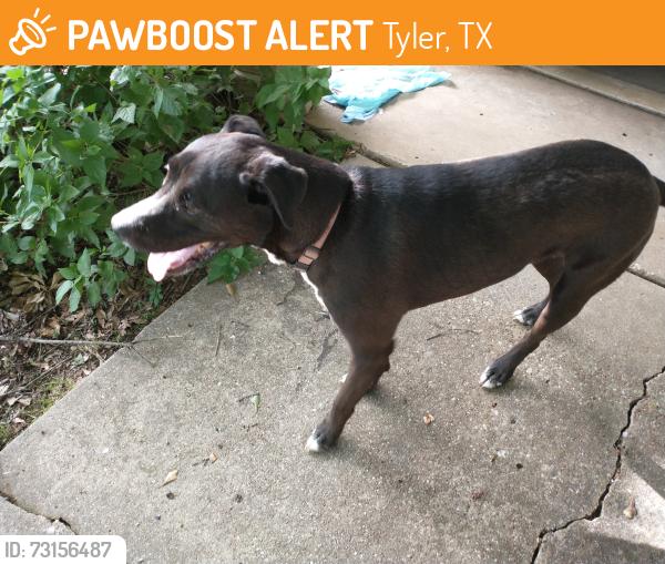 Found/Stray Male Dog last seen Bateman, Tyler, TX 75701