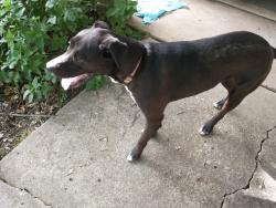 Found/Stray Male Dog last seen Bateman, Tyler, TX 75701