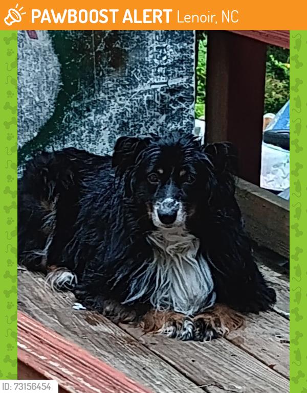 Found/Stray Unknown Dog last seen Roberts Ln Lenoir NC, Lenoir, NC 28645