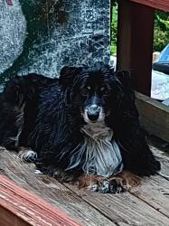 Found/Stray Unknown Dog last seen Roberts Ln Lenoir NC, Lenoir, NC 28645